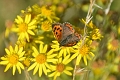 small copper hayling island-1